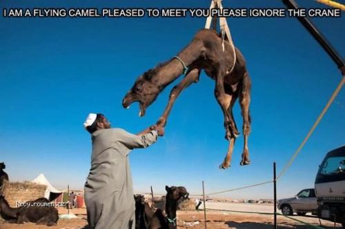  Crane camel 