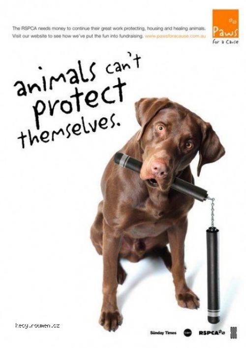  animals can not 