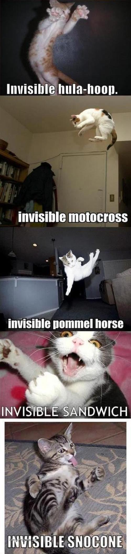 invisible cat 3
