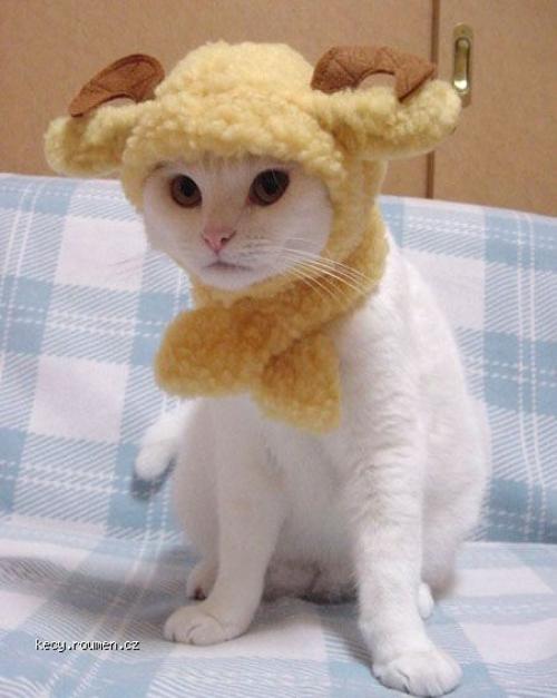  cats in hats 002 