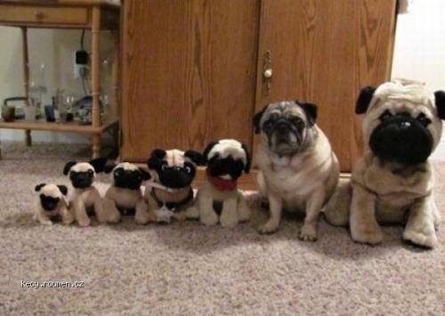 Dog family