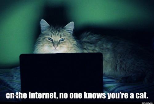  On The Internet No One Knows You re A Cat 