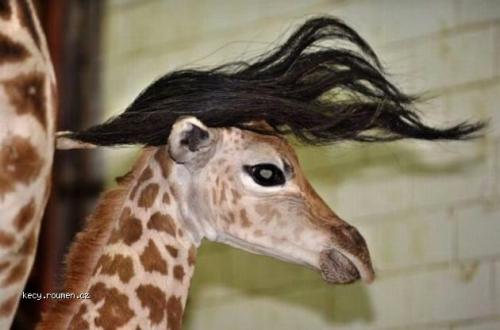 giraffe hair