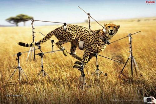  jak fotit geparda 