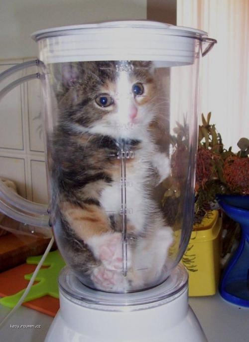 kitten in blender