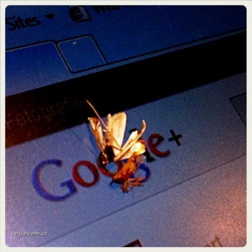  googleplus bug 