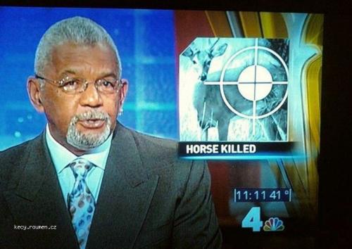  horse killed 