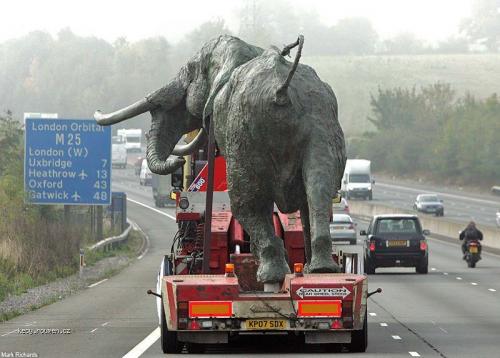  transport slona 
