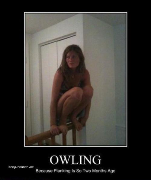 owling1