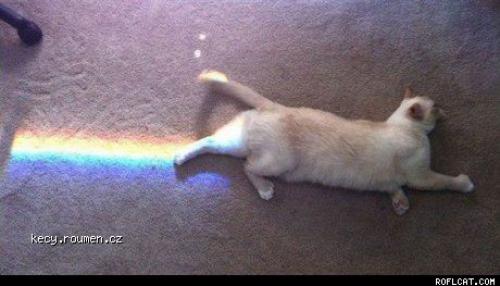  Real Life Nyan Cat 