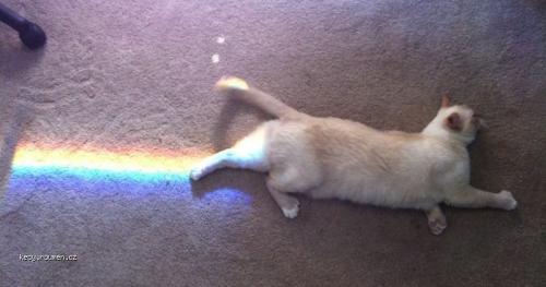 Kitten rainbow