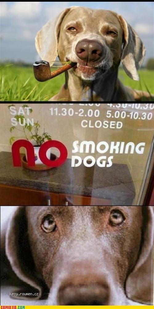 smokingdog