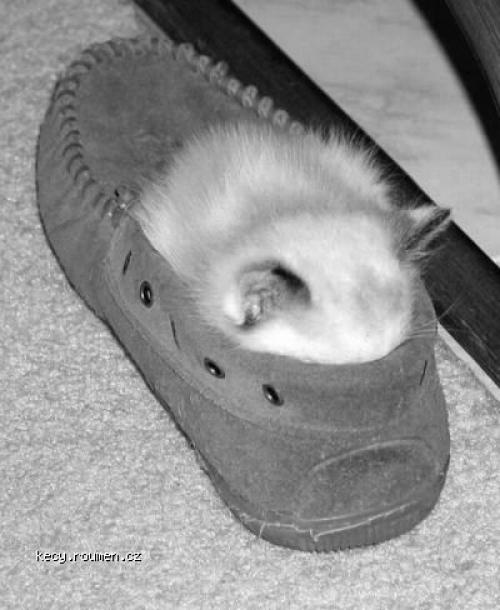  kitty shoe 