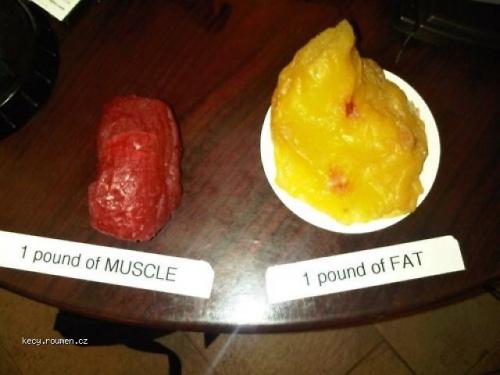  Muscle  Fat 
