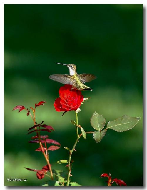  Hummingbird and Rose II 