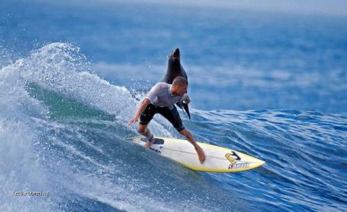  chci taky na surf 