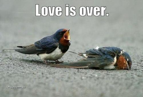 LoveIsOverbirds