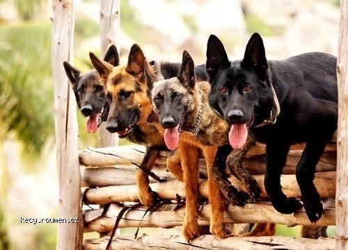  Canine Commandos in Training 