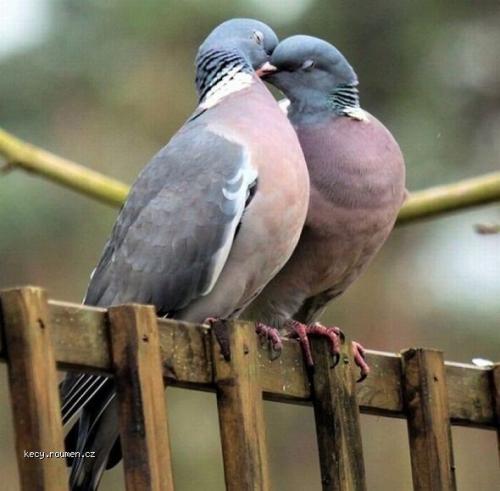  Pigeon love 