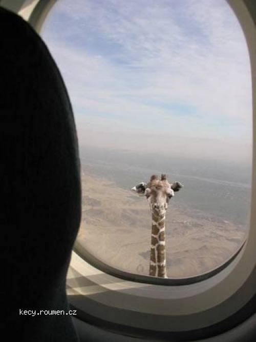 giraffe looool