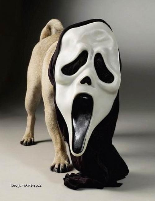  dog ghost 