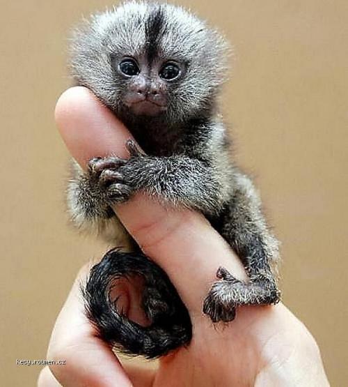 Smallest Monkey in the World1