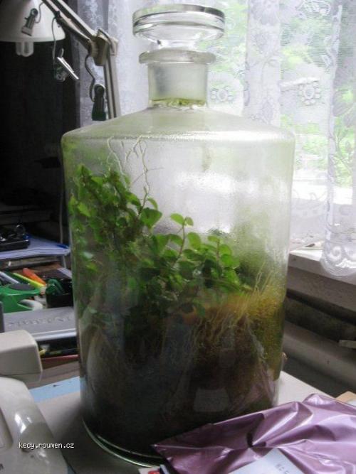  one cm3 of moss  one teaspoon of water  airtight conditions 