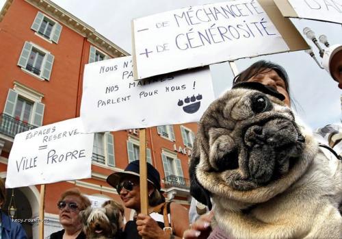  psi demonstrant 