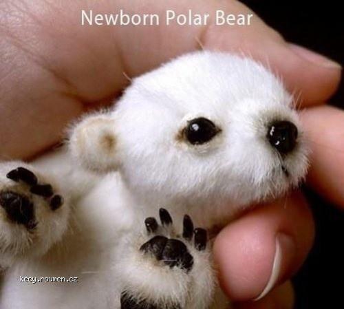  X Newborn Polar bear 