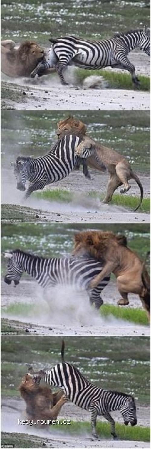 Sometimes Its Better Not to Mess with Zebras