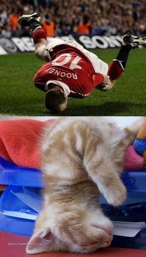  Rooney Cat 