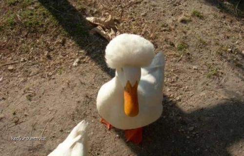  duck 
