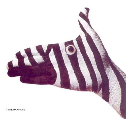 ruce zebra