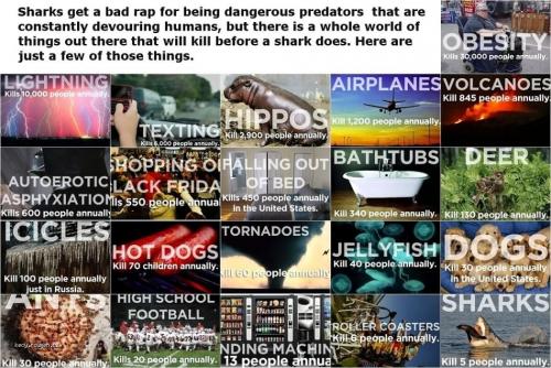  Things That Kill More People Than Sharks 