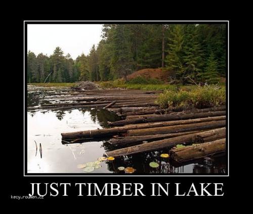  just timber in lake 