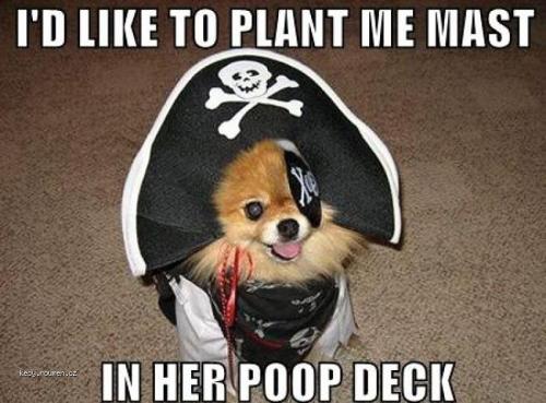  Pirate Puppy 