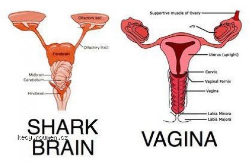  Rozdíl mezi Shark brain a Vaginou 