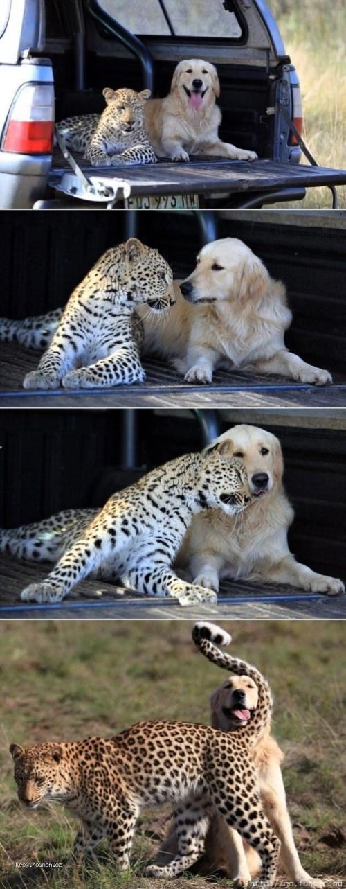  Leopard and the golden retriever who are best friends 