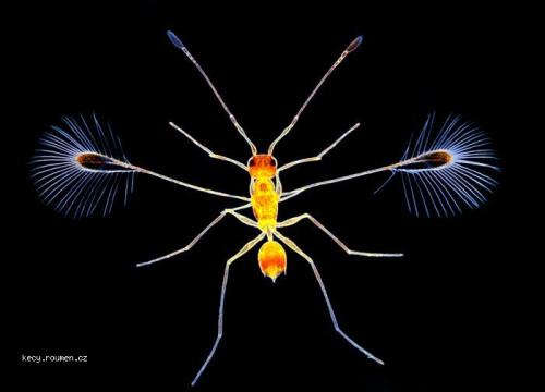  Mikrokosmos  fairy fly wasp 