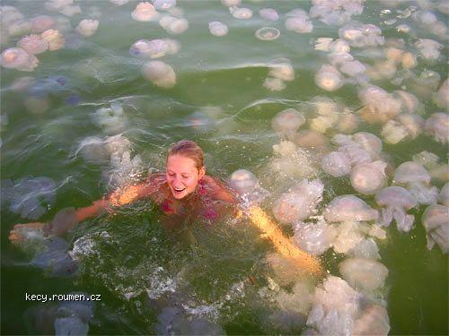 kvantum meduz v Cernem mori