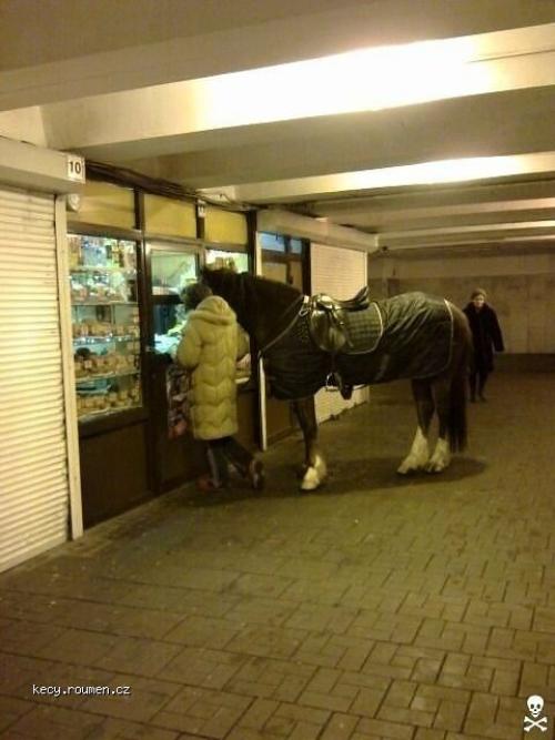  horse in the city 