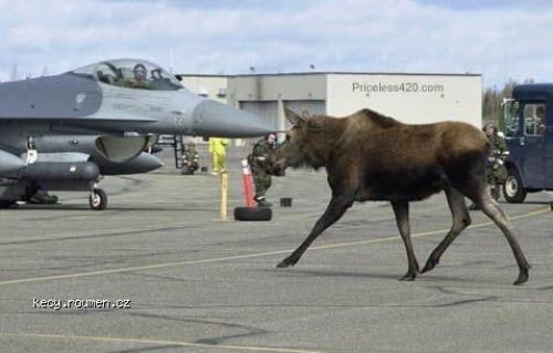  Warning Moose on the Runway 