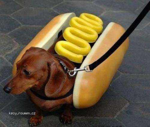  live hot dog 