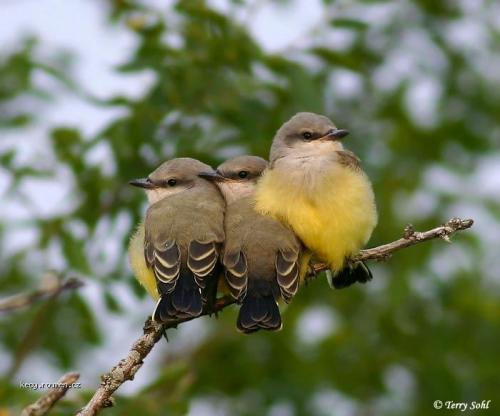 Western Kingbird Babies