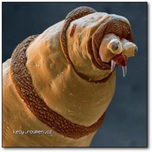  cerv pod mikroskopem 