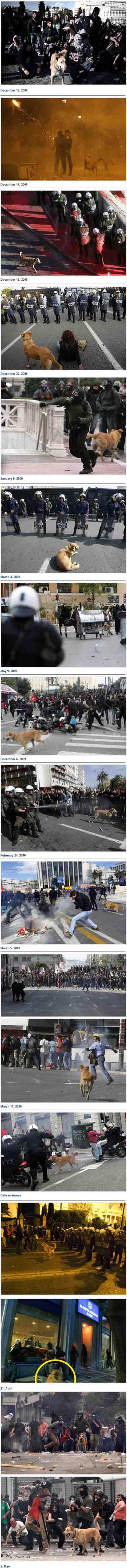 pes ktory miluje demostracie