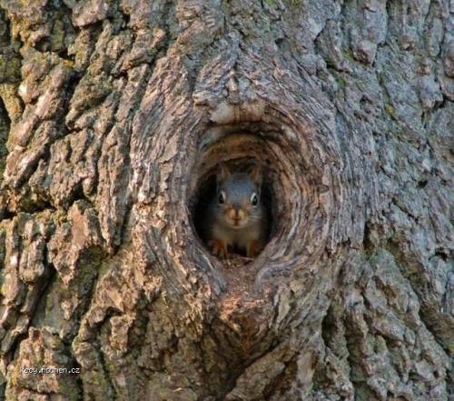 Squirrel cavity