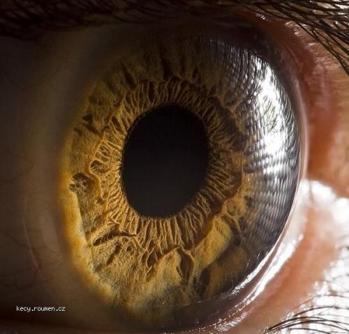  human eye 1 