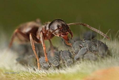  mravenci pochutka 