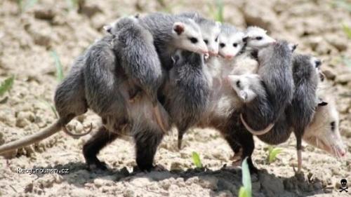  opossum mum 